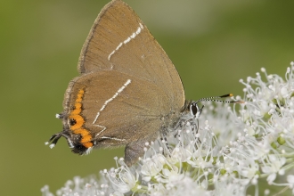 White-letter hairstreak butterfly