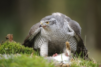 Goshawk