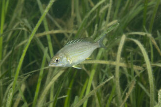 Black sea bream