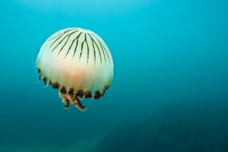 Compass jellyfish