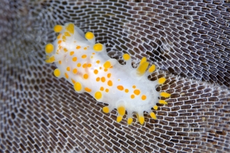 Orange-clubbed sea slug