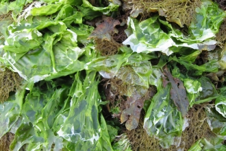 Sea lettuce