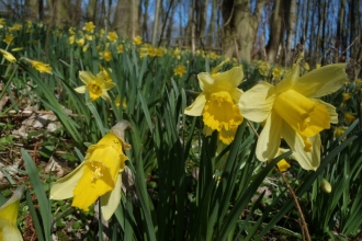 Wild Daffodils at George's Hayes