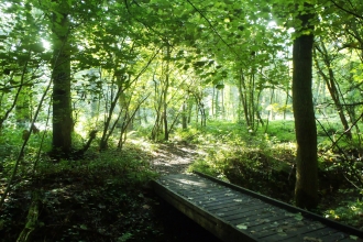 Hem Heath walkway