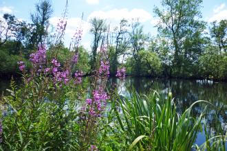 Black Firs & Cranberry Bog - Nature Reserve