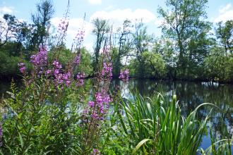 Black Firs & Cranberry Bog - Nature Reserve