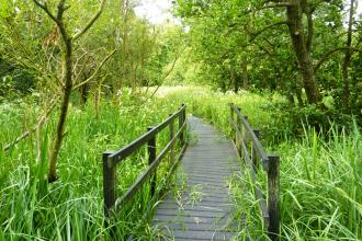 Jackson's Coppice and Marsh