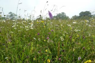 Rod Wood - meadow 