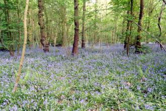 Hem Heath Woods