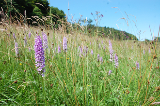 Wildflower meadows at Cotton Dell