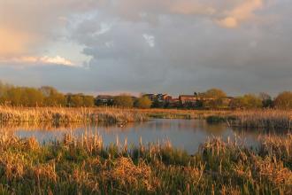 Doxey Marshes 