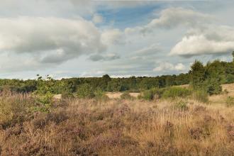 Highgate Common