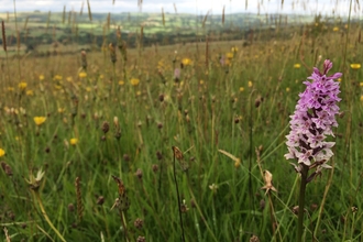 Wild flowers at Ipstones Edge