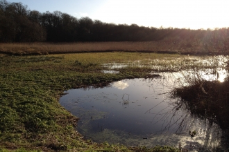 Lyton Moss - reserve