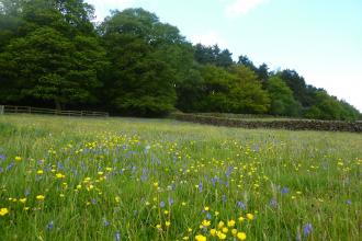 Side Meadow Farm 