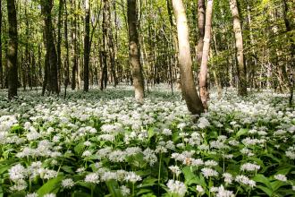 Harston Wood Reserve 