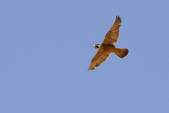 Peregrine at The Roaches