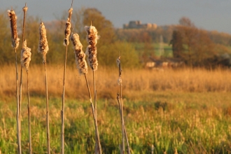 Doxey Marshes - reeds 