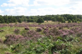 Highgate Common 