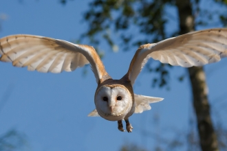 Barn owl in flight