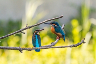 Wolseley Kingfisher