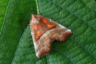 Moth