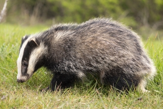 Badger - become a member and support them today!