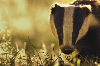 Badger - find out more about the cull