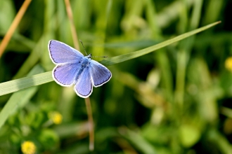 Common Blue Butterfly
