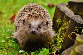 Hedgehog - donate and support your local wildlife 