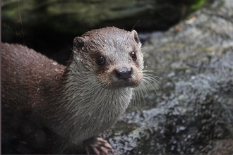 Otter