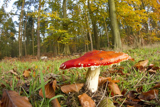 Fly agaric