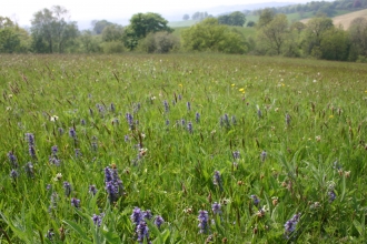 field at Rod Wood