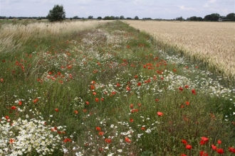 Vine House Farm wildflower margin