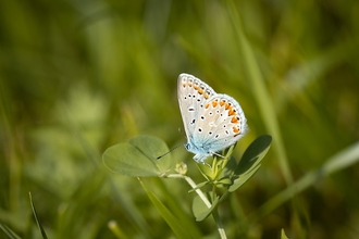 silver-studded blue butterfly