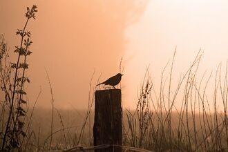 Dawn Birds