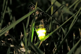 Glow Worm