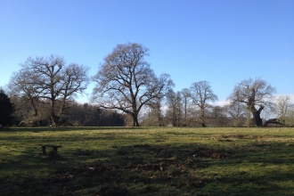 Brankley trees