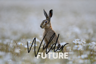 Wilder Future