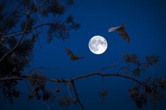Bats and moon
