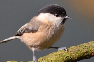 Willow tit