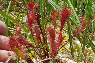 Sundew