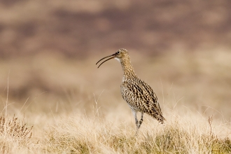 Curlew