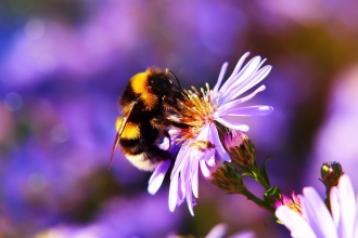 Bumble Bee on Flower