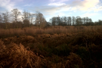 Cannock Chase