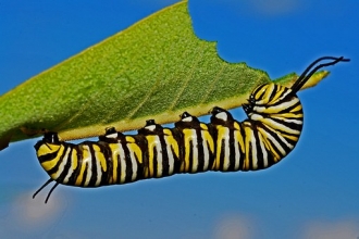 Caterpillar on leaf