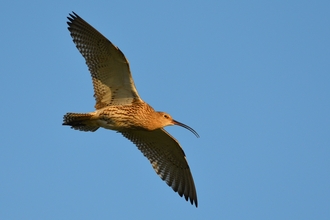 Curlew in flight