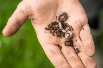 Worm Charming