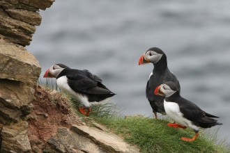 Puffin Pixabay