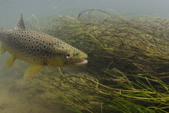 Brown trout